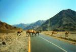 37 Sinai-dromedari.jpg